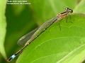 2006-0625damselfly